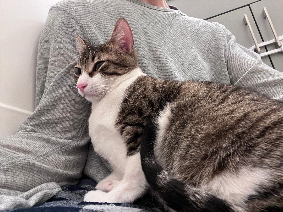 Mo-Mo, ADOPTABLE, Young Male Tabby.