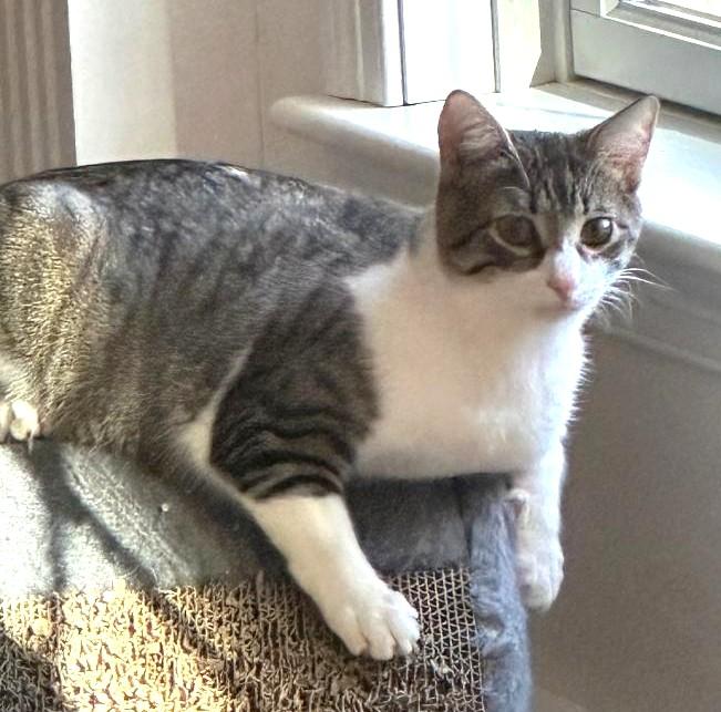 Mo-Mo, a ADOPTABLE Tabby in Jamaica Plain, MA image 6/6