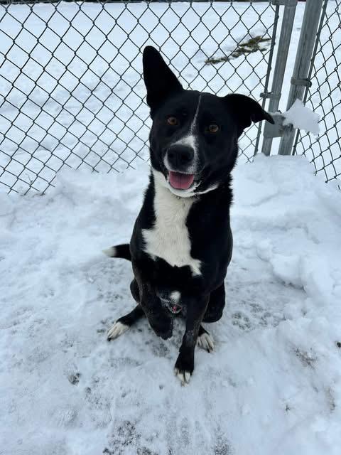 Enlarge Milo , a ADOPTABLE mixed breed in Howes Cave, NY image 1/3