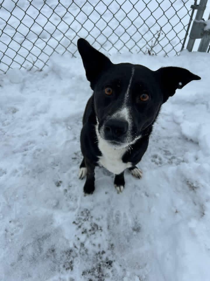 Enlarge Milo , a ADOPTABLE mixed breed in Howes Cave, NY image 2/3