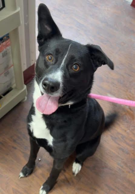 Enlarge Milo , a ADOPTABLE mixed breed in Howes Cave, NY image 3/3