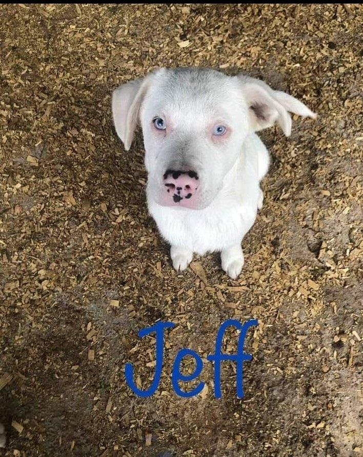Enlarge Dobby fka Jeff, a Adopted mixed breed in Ontario, CA image 1/1