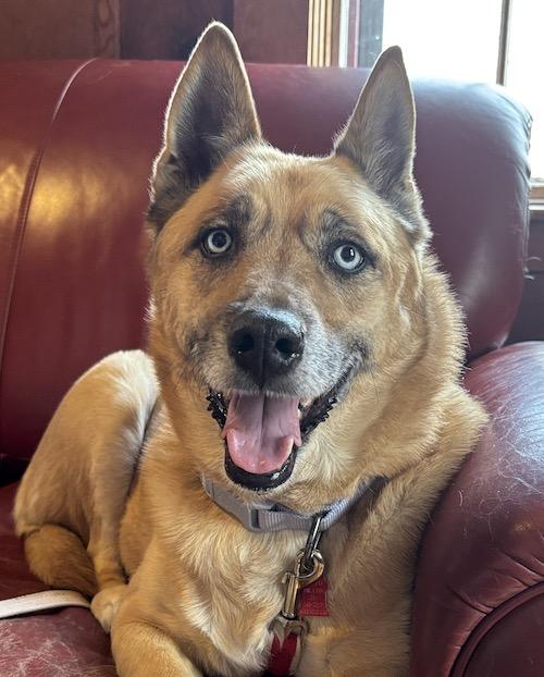 Enlarge Koda, a ADOPTABLE mixed breed in Sudbury, MA image 1/5