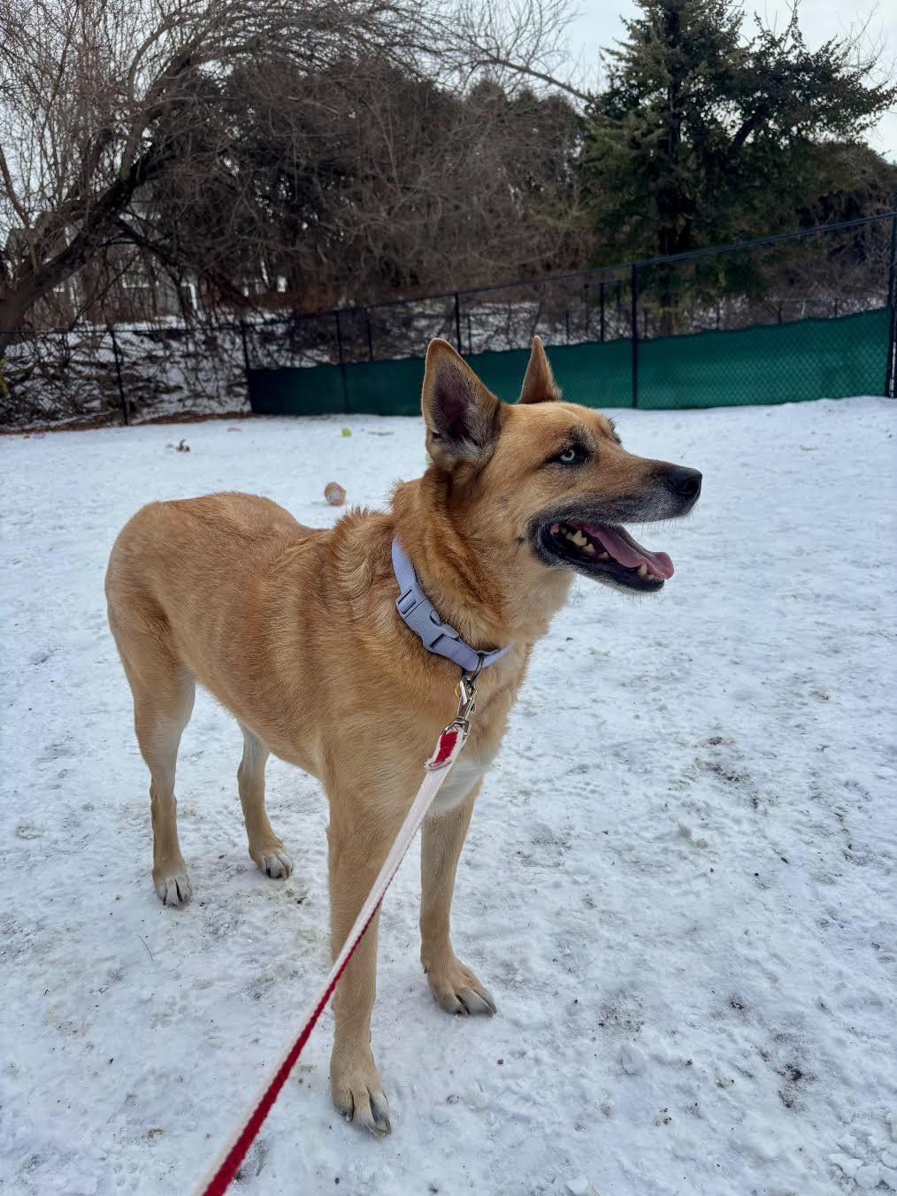 Enlarge Koda, a ADOPTABLE mixed breed in Sudbury, MA image 5/5