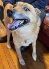Enlarge Koda, a ADOPTABLE mixed breed in Sudbury, MA image 4/5
