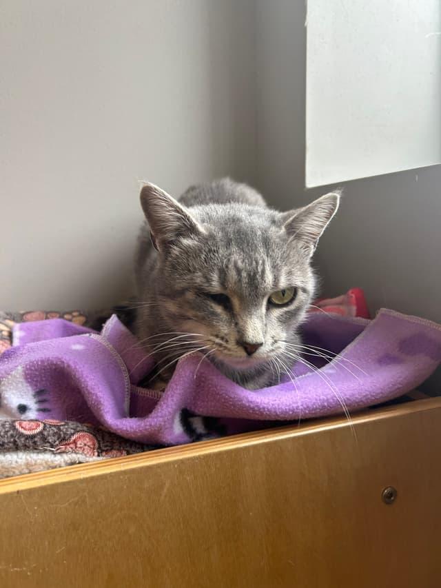 Gracelyn, a ADOPTABLE Domestic Medium Hair in Seward, NE image 3/3