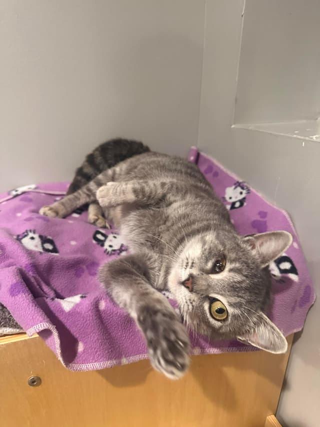 Gracelyn, a ADOPTABLE Domestic Medium Hair in Seward, NE image 2/3