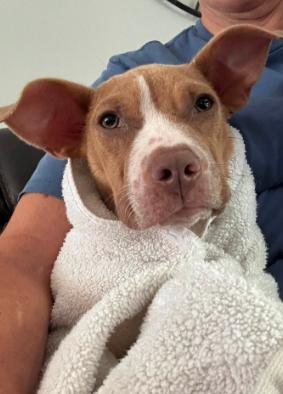 Dobie, a ADOPTABLE mixed breed in Inverness, FL image 3/3