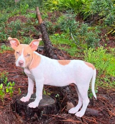 Dobie, a ADOPTABLE mixed breed in Inverness, FL image 2/3