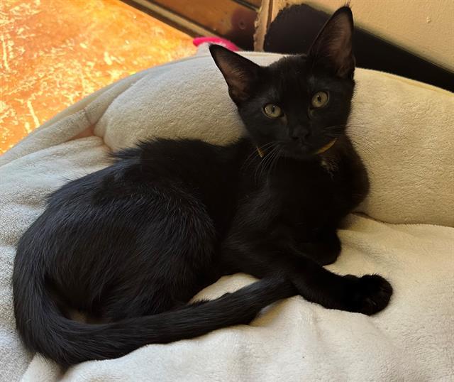 Enlarge CLARABELLE, a Adoptable Domestic Short Hair in Santa Clara, CA image 1/1