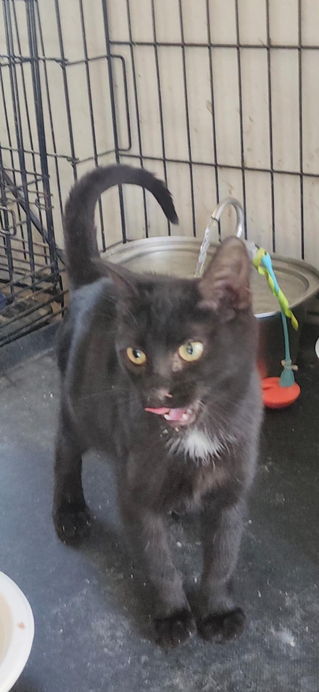 Camilla, a ADOPTABLE Domestic Short Hair in Long Beach, CA image 4/4
