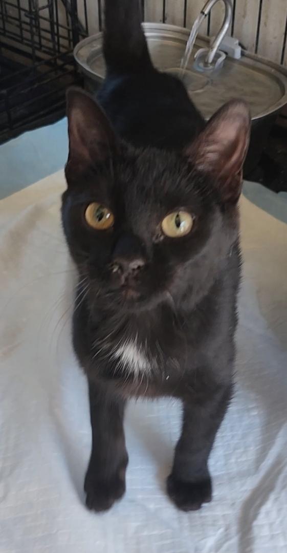 Camilla, ADOPTABLE, Young Female Domestic Short Hair.