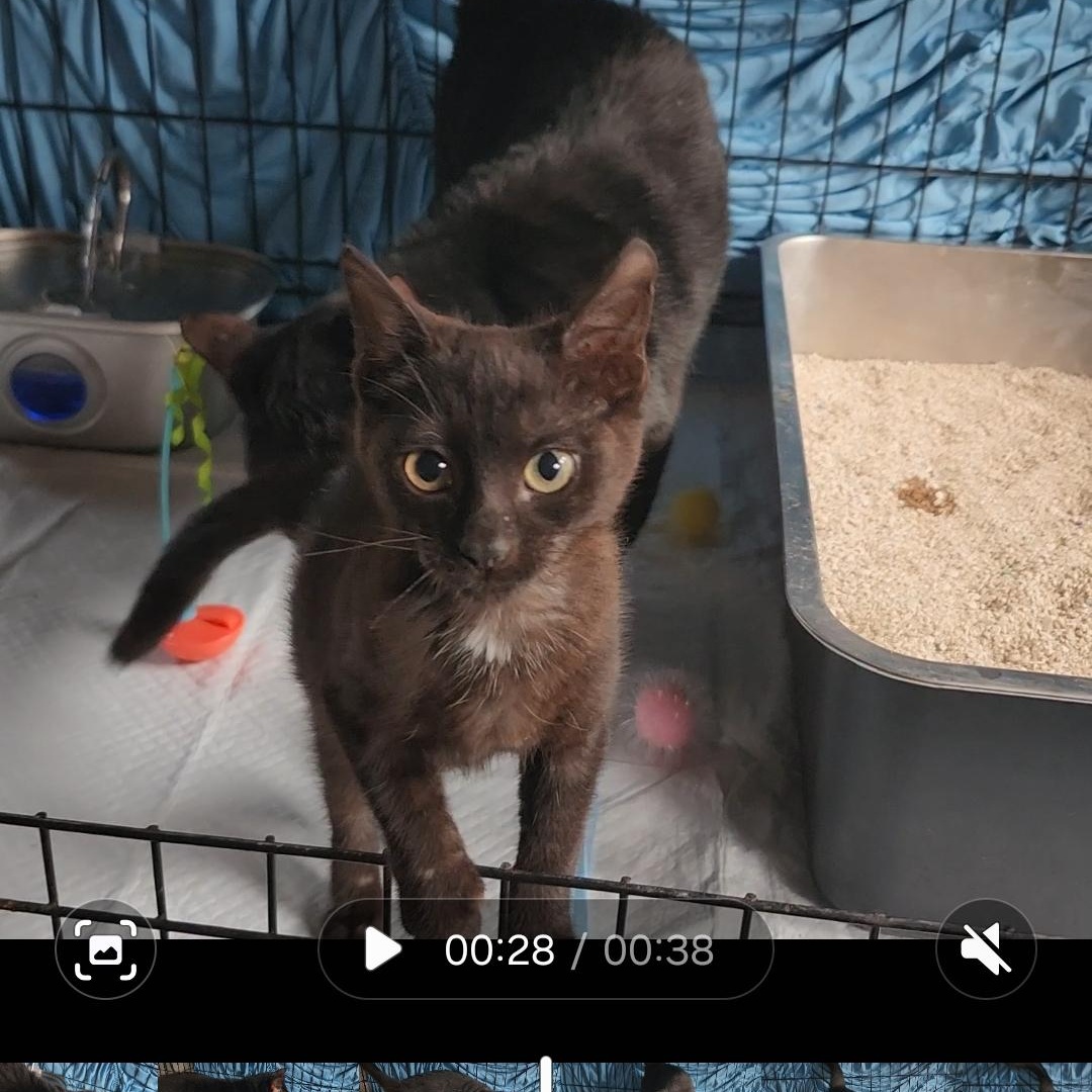 Camilla, a ADOPTABLE Domestic Short Hair in Long Beach, CA image 2/4