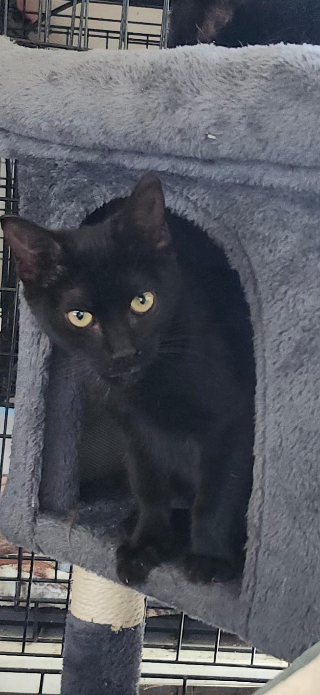 Camilla, a ADOPTABLE Domestic Short Hair in Long Beach, CA image 3/4