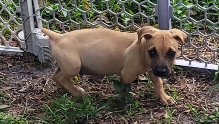 Oreck, Adoptable, Puppy Male Chihuahua & Dachshund.