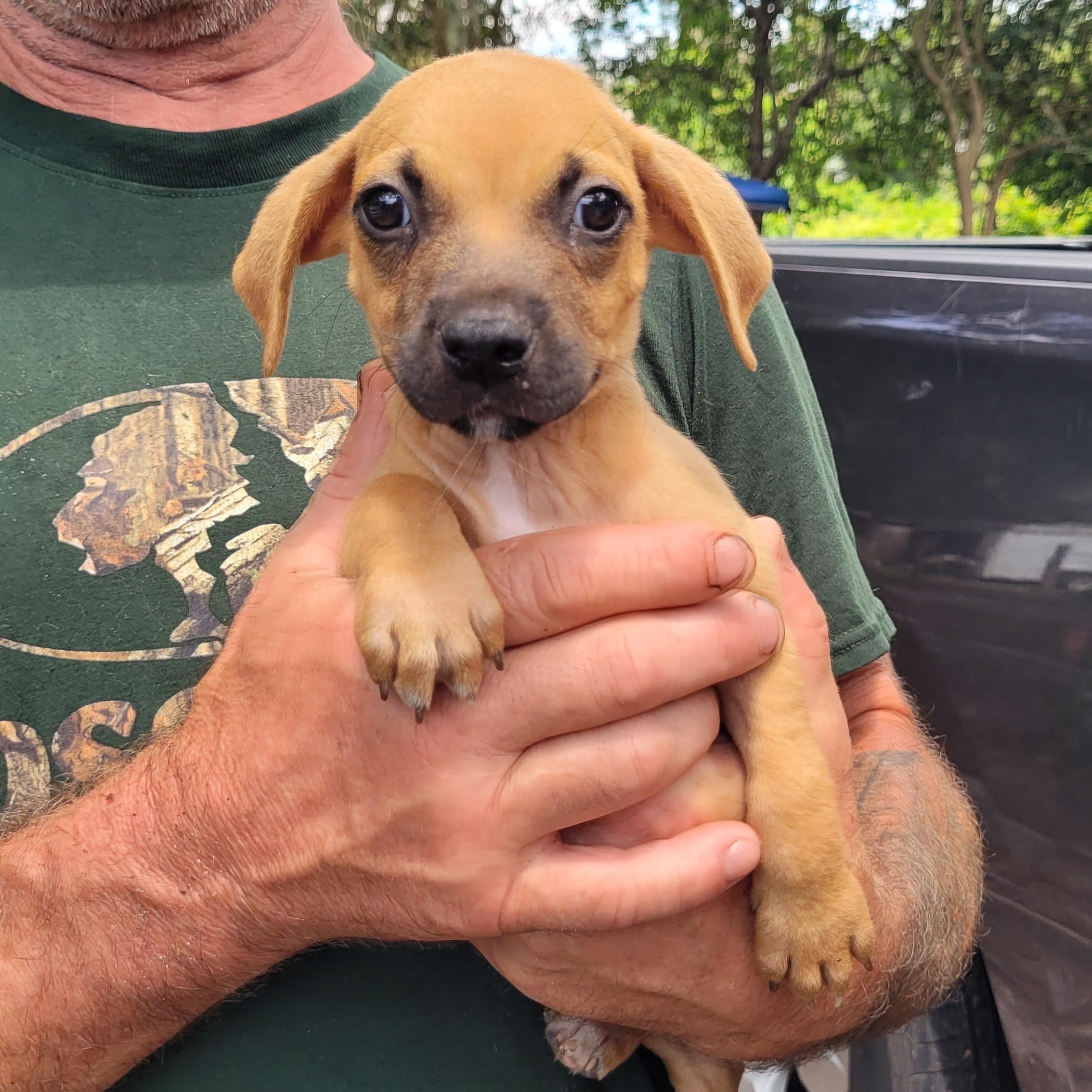 Enlarge Oreck, a Adoptable mixed breed in Chiefland, FL image 3/3