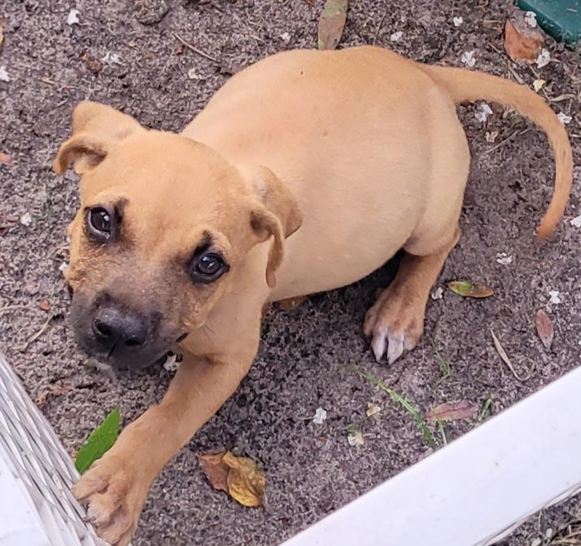 Enlarge Oreck, a Adoptable mixed breed in Chiefland, FL image 2/3