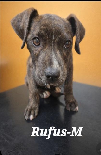 Rufus, Adoptable, Puppy Male Pit Bull Terrier & Mixed Breed.