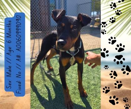 Bernard, Adoptable, Puppy Male Doberman Pinscher & Mixed Breed.