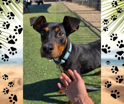 Bernard, a Adoptable mixed breed in Fresno, CA image 2/3
