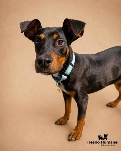 Bernard, a Adoptable mixed breed in Fresno, CA image 3/3