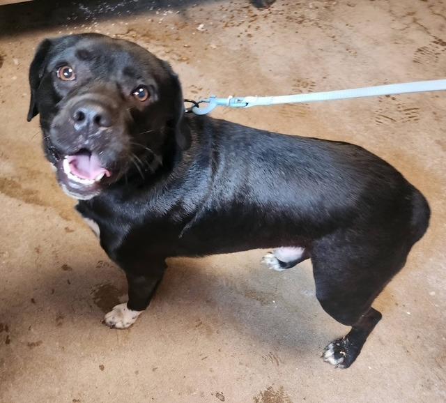 Hugsley, Adoptable, Adult Male Labrador Retriever & Beagle.