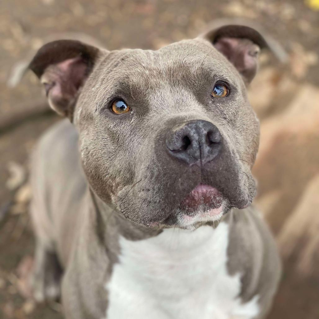 Veronica, Adoptable, Adult Female Mixed Breed.