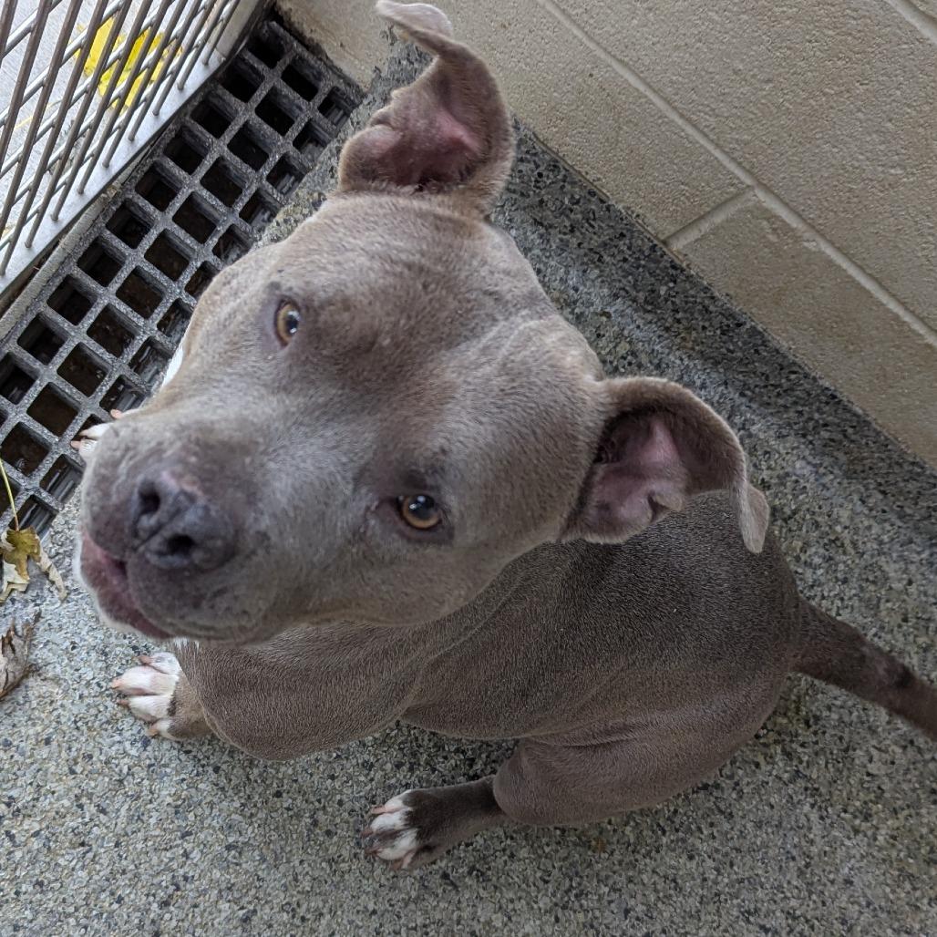 Enlarge Veronica, a Adoptable Mixed Breed in Jeffersonville, IN image 2/4