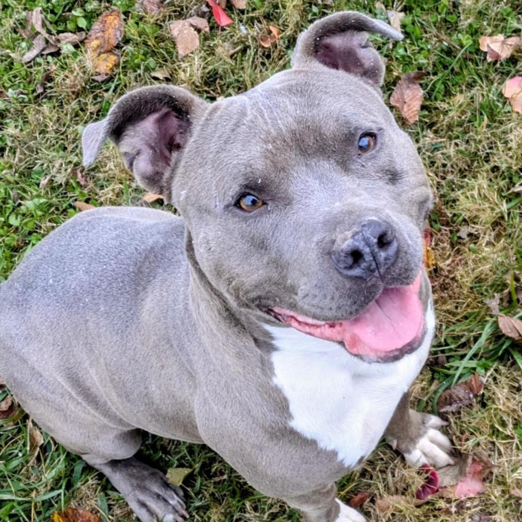 Enlarge Veronica, a Adoptable Mixed Breed in Jeffersonville, IN image 3/4