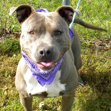 Enlarge Veronica, a Adoptable Mixed Breed in Jeffersonville, IN image 4/4