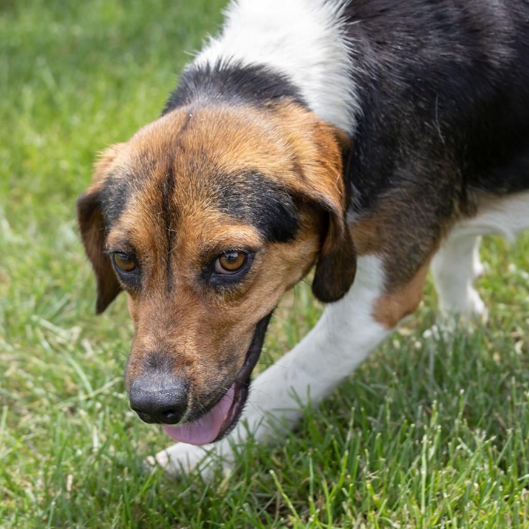 Enlarge Bravo, a Adoptable Beagle in Erie, PA image 1/6