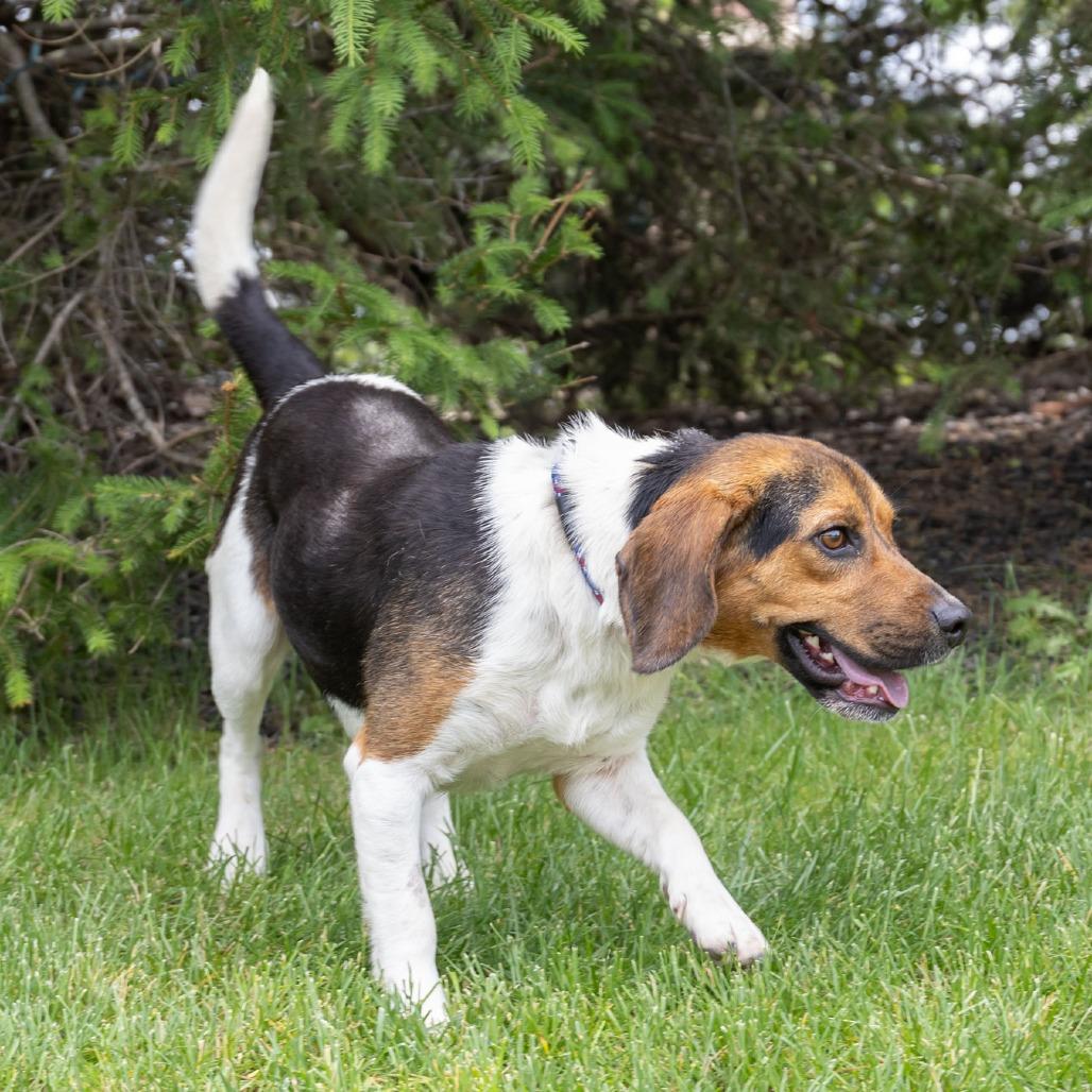Enlarge Bravo, a Adoptable Beagle in Erie, PA image 2/6