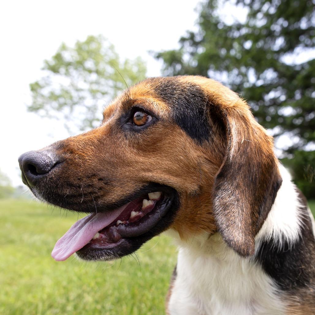 Enlarge Bravo, a Adoptable Beagle in Erie, PA image 3/6