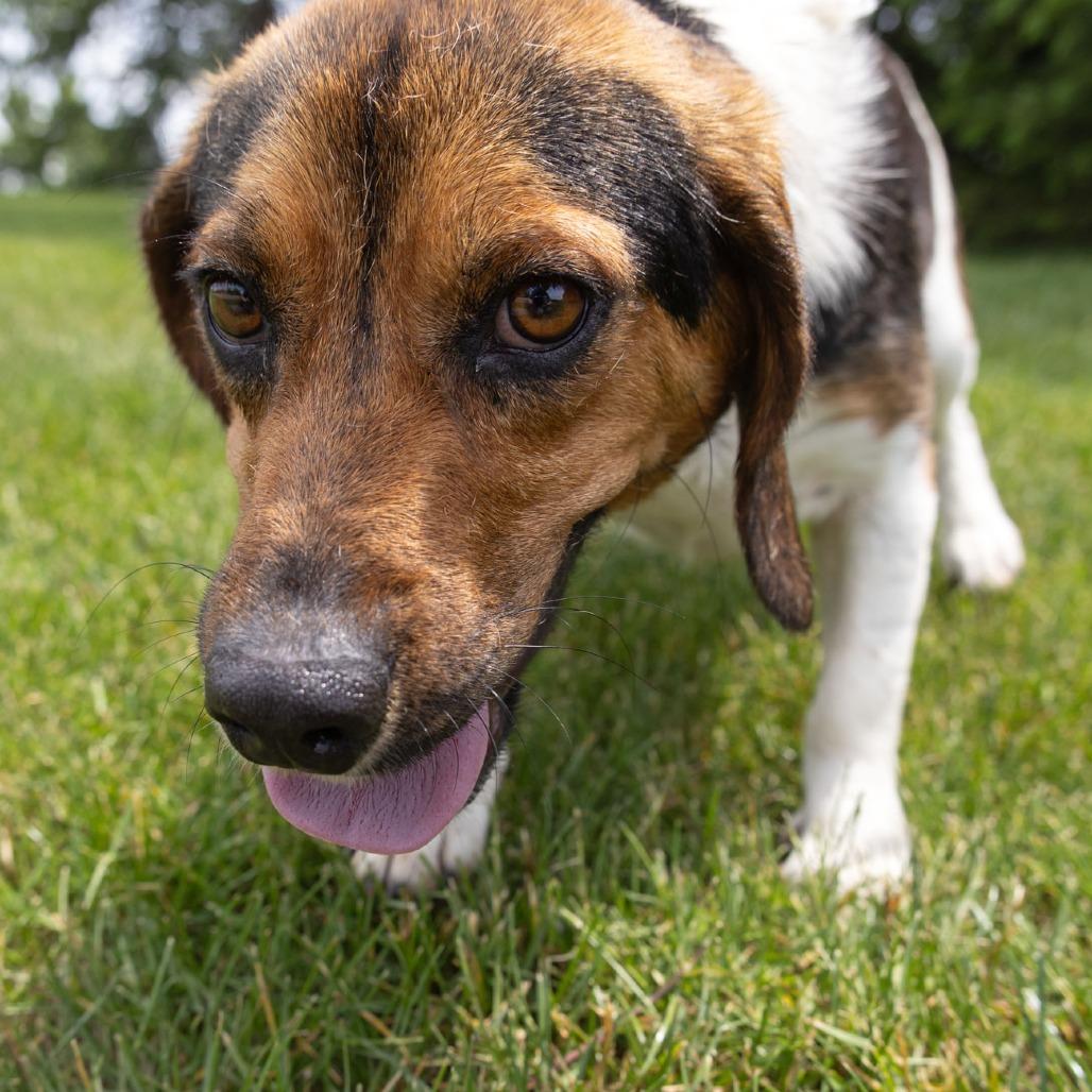 Enlarge Bravo, a Adoptable Beagle in Erie, PA image 4/6