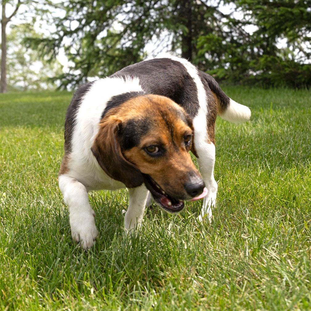 Enlarge Bravo, a Adoptable Beagle in Erie, PA image 5/6