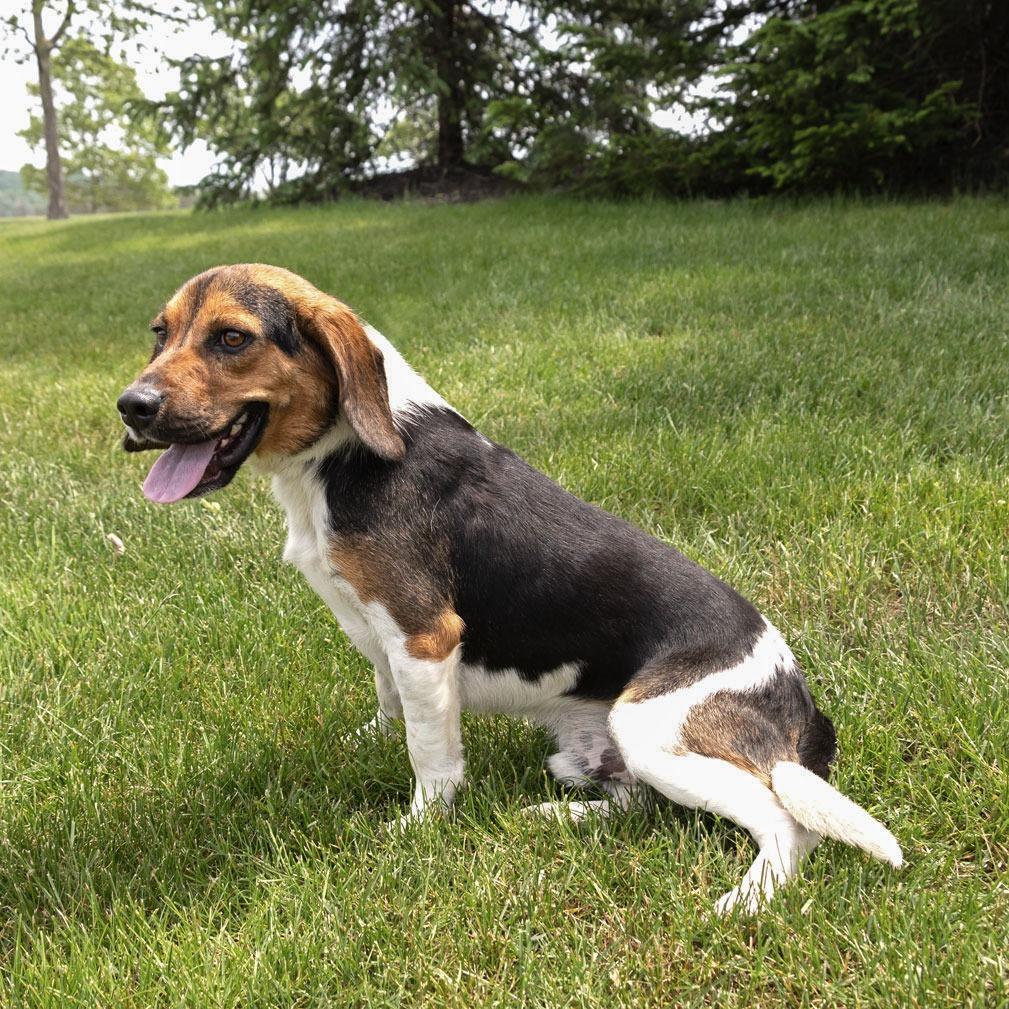 Enlarge Bravo, a Adoptable Beagle in Erie, PA image 6/6
