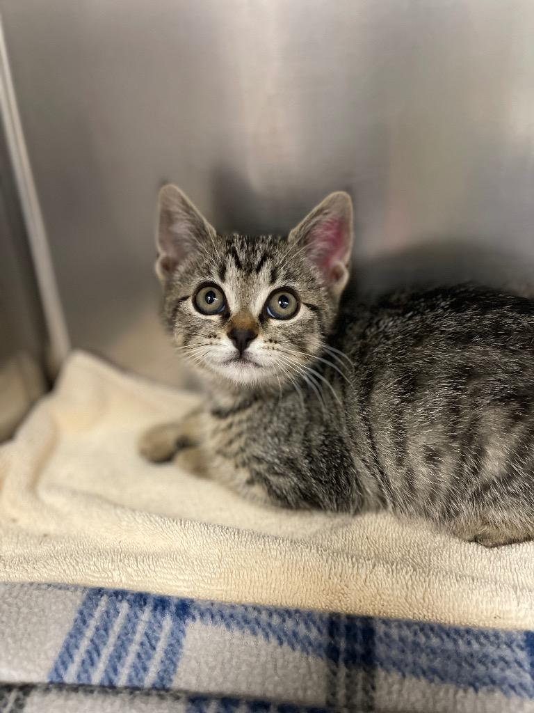 Rarity, Adoptable, Kitten Female Domestic Short Hair.