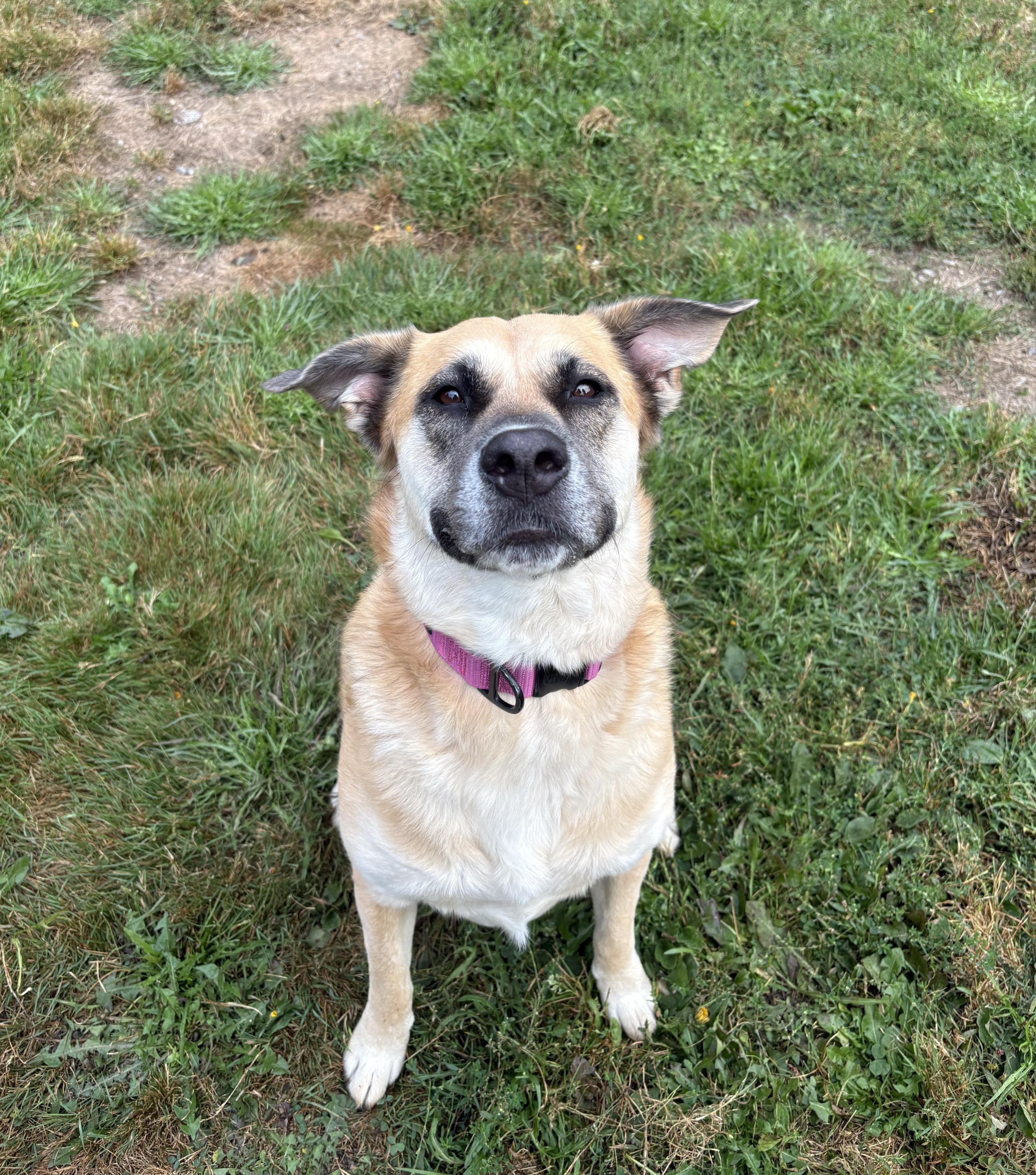 Kira 40362 (Approx. 4 Years Old), Adoptable, Adult Female Shepherd.
