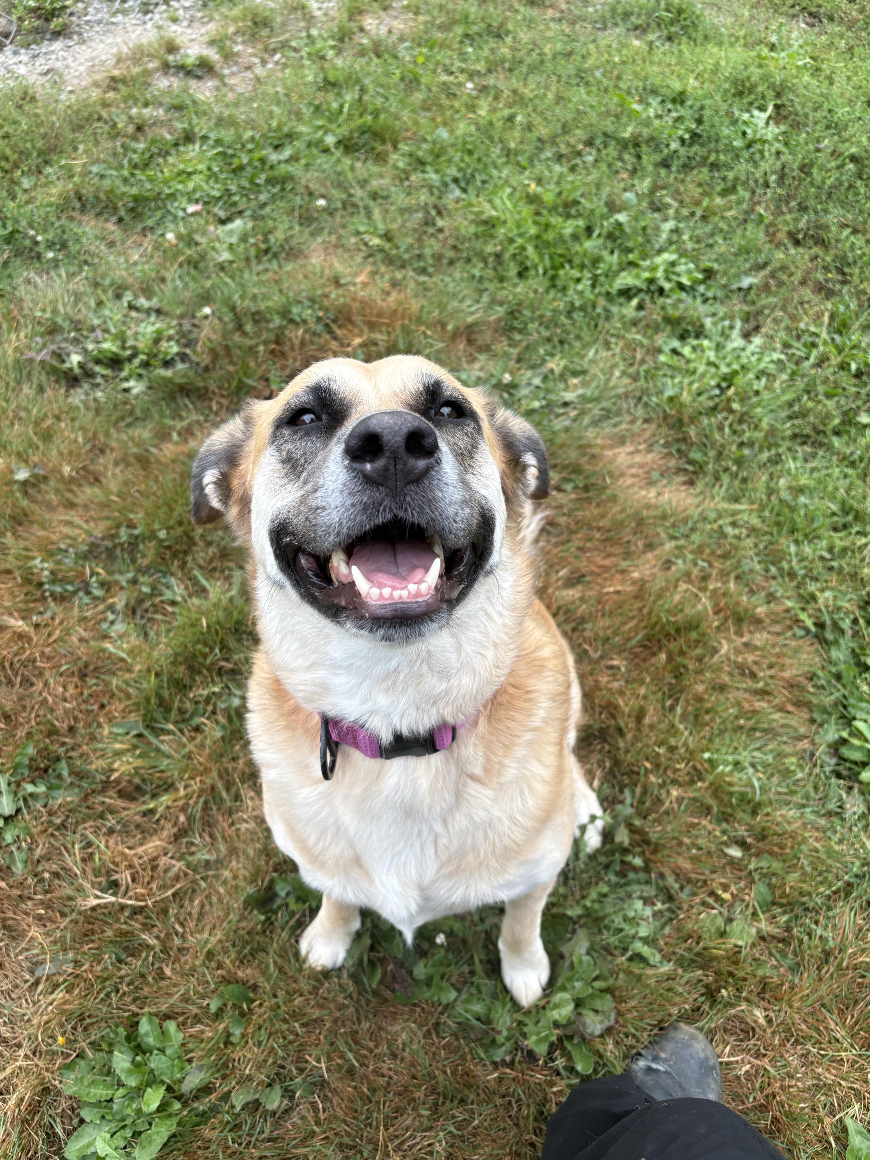 Enlarge Kira 40362 (Approx. 4 Years Old), a Adoptable mixed breed in Langley, BC image 4/4