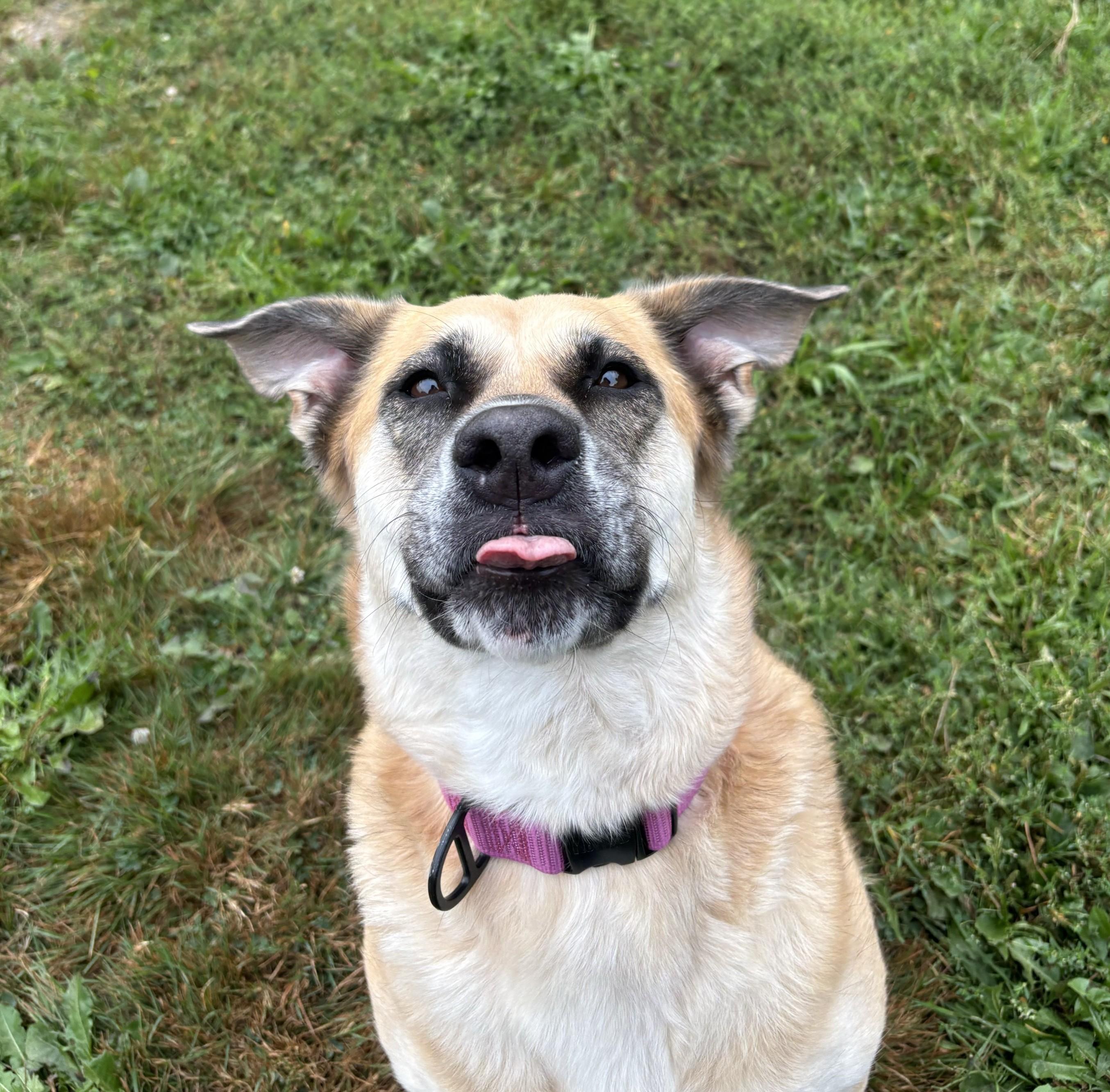 Enlarge Kira 40362 (Approx. 4 Years Old), a Adoptable mixed breed in Langley, BC image 3/4