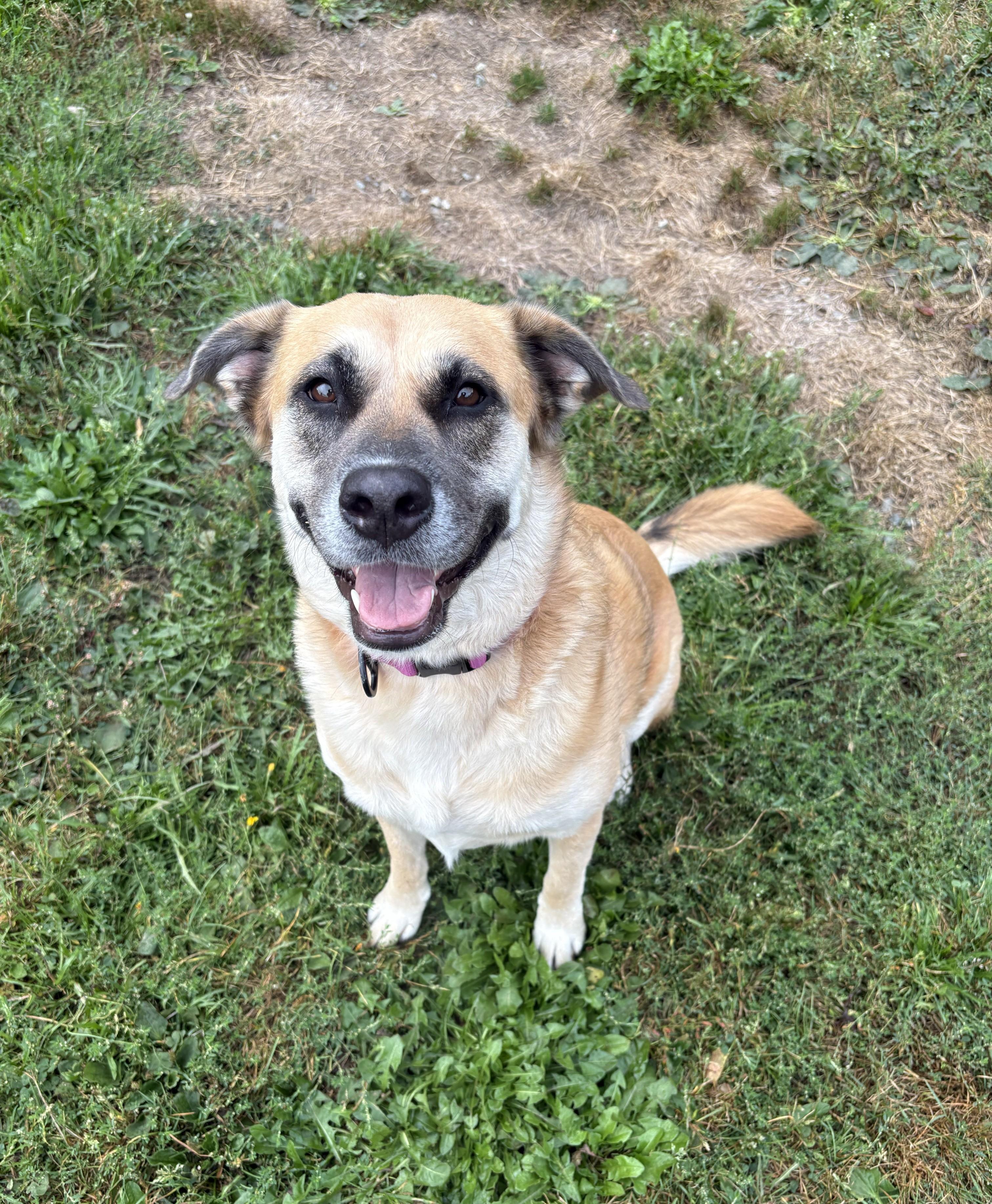 Enlarge Kira 40362 (Approx. 4 Years Old), a Adoptable mixed breed in Langley, BC image 2/4