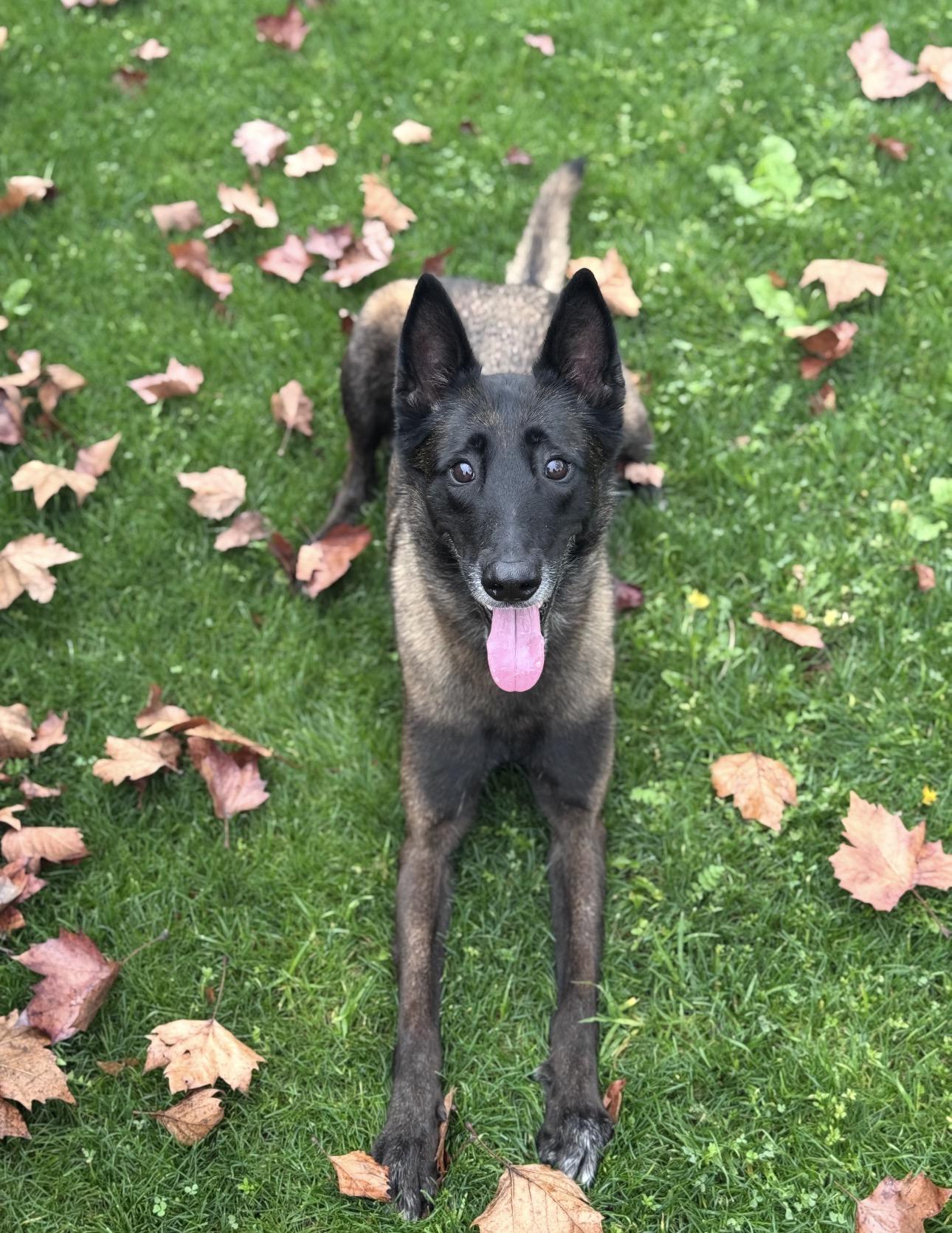 Enlarge Bella, a ADOPTABLE Belgian Shepherd / Malinois in Los Angeles, CA image 2/4