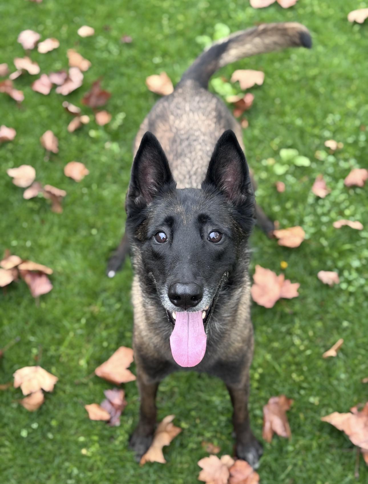 Enlarge Bella, a ADOPTABLE Belgian Shepherd / Malinois in Los Angeles, CA image 4/4