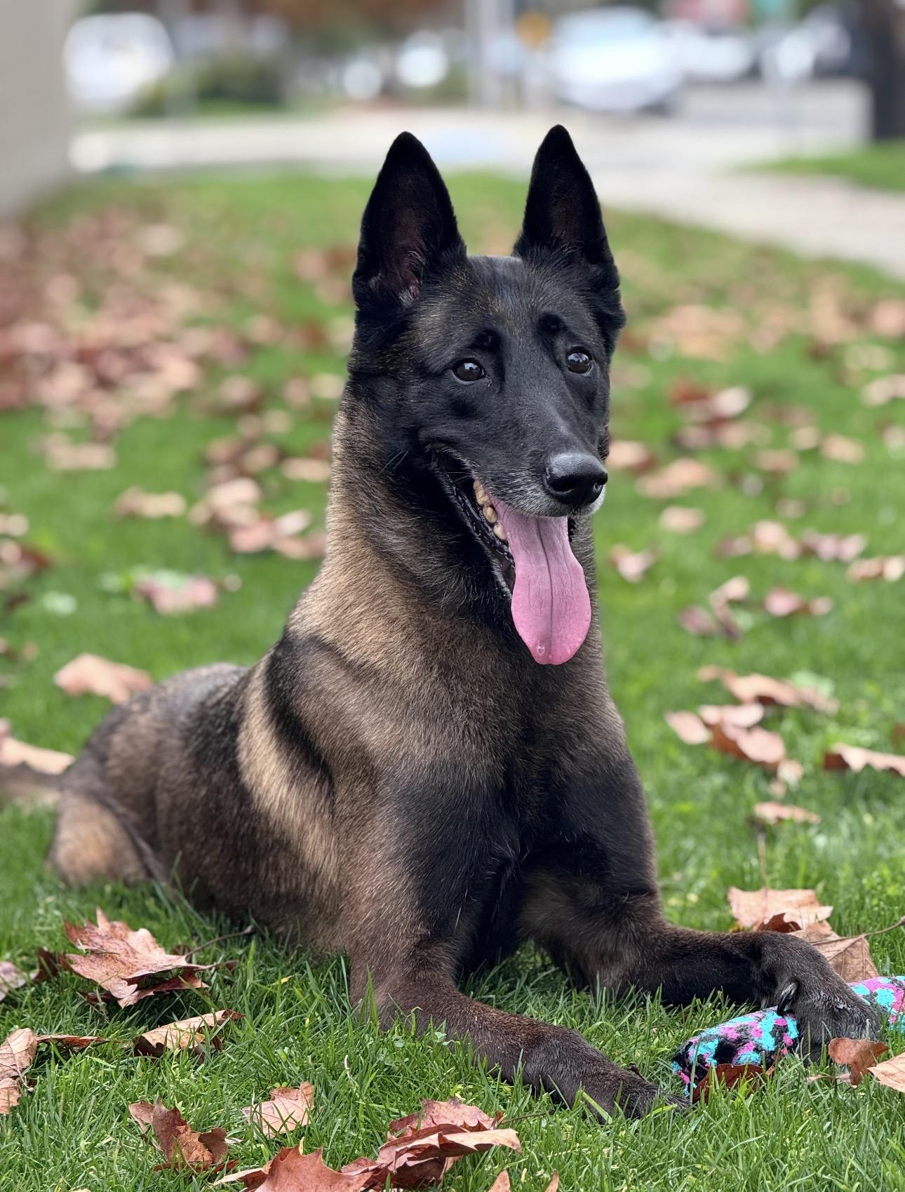Enlarge Bella, a ADOPTABLE Belgian Shepherd / Malinois in Los Angeles, CA image 3/4