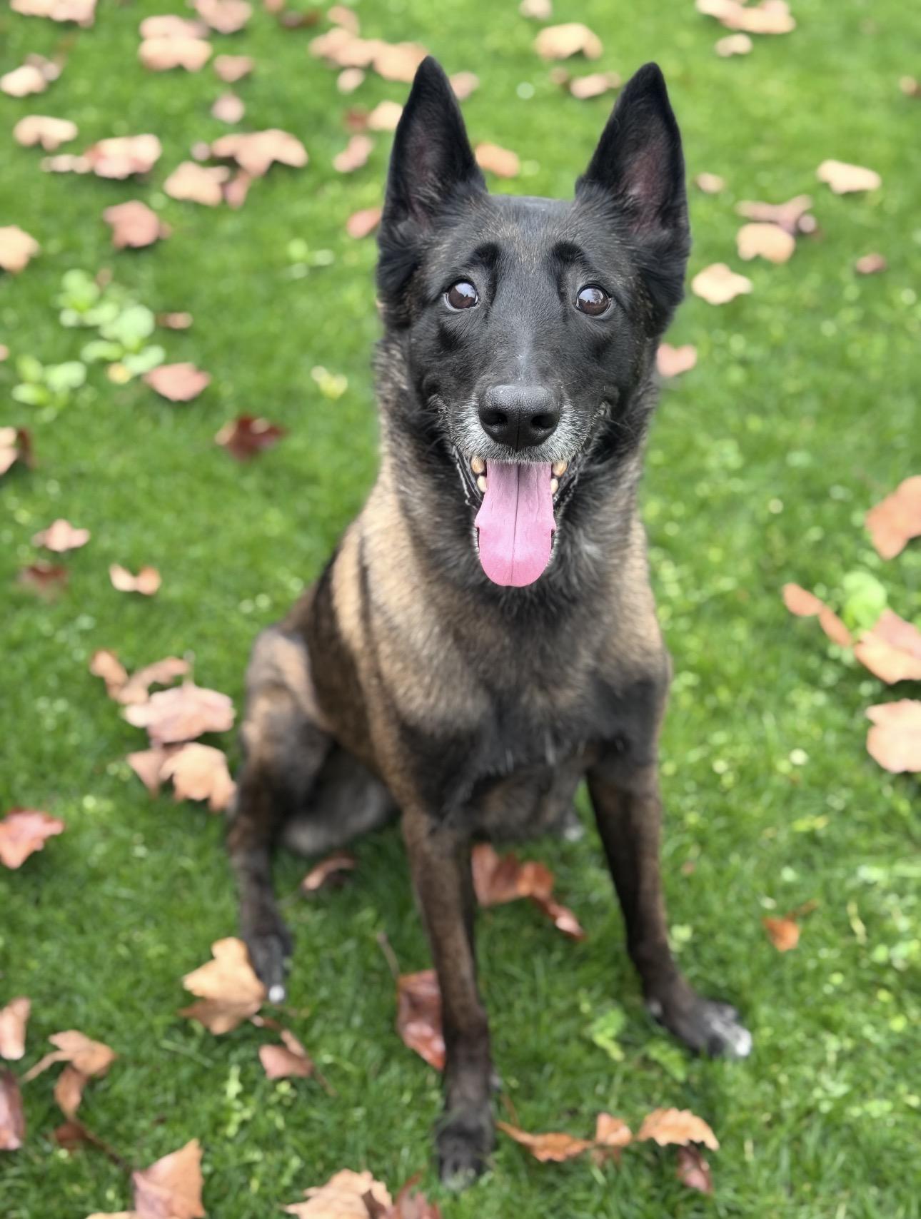 Bella, ADOPTABLE, Adult Female Belgian Shepherd / Malinois.