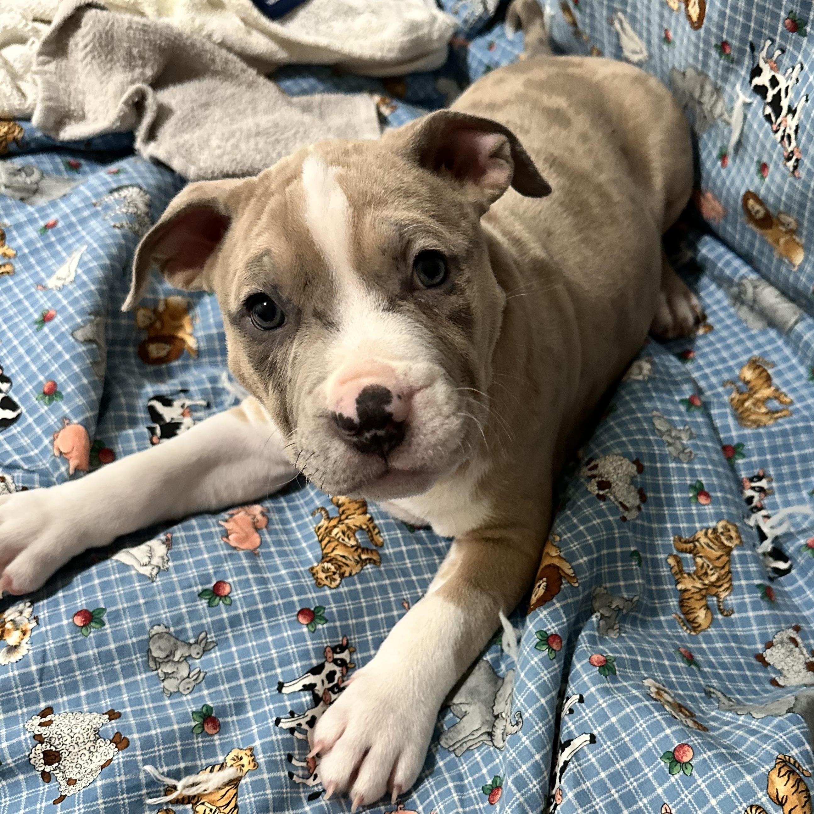Enlarge Kevin II, an adopted Pit Bull Terrier in Peotone, IL image 2/6