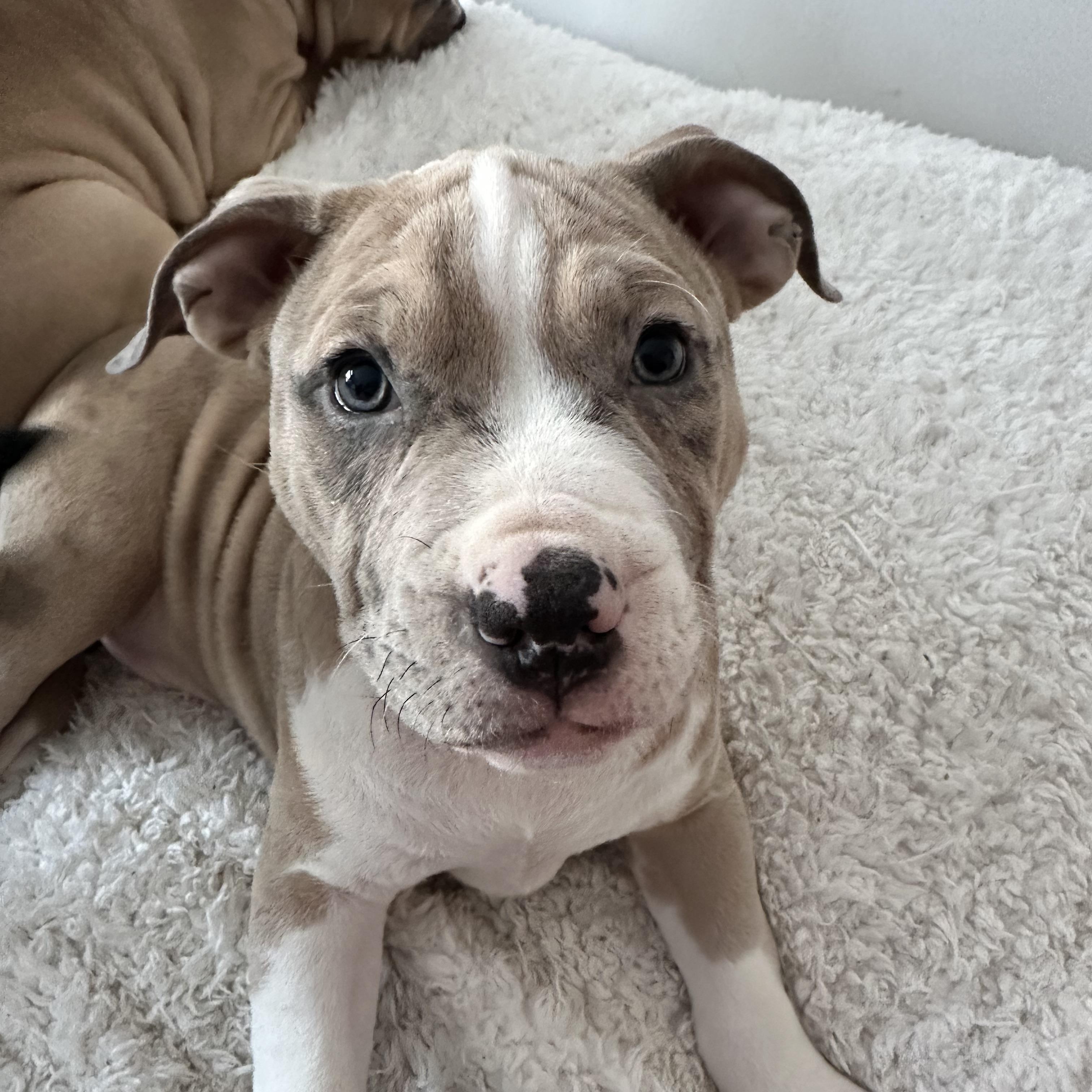 Enlarge Kevin II, an adopted Pit Bull Terrier in Peotone, IL image 1/6
