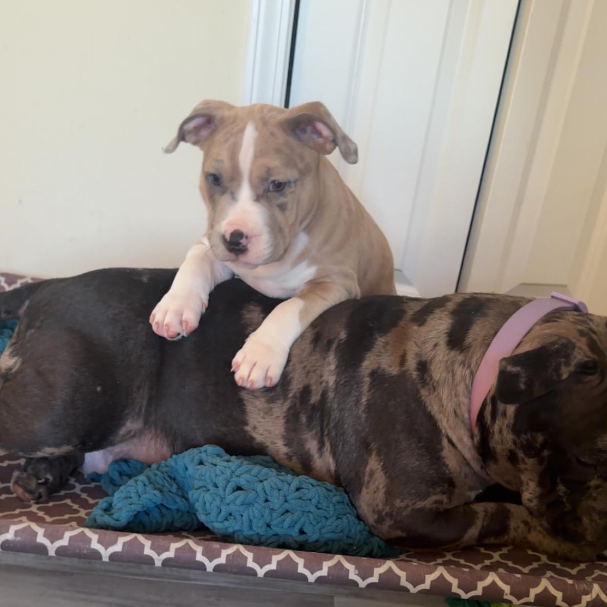 Enlarge Kevin II, an adopted Pit Bull Terrier in Peotone, IL image 6/6