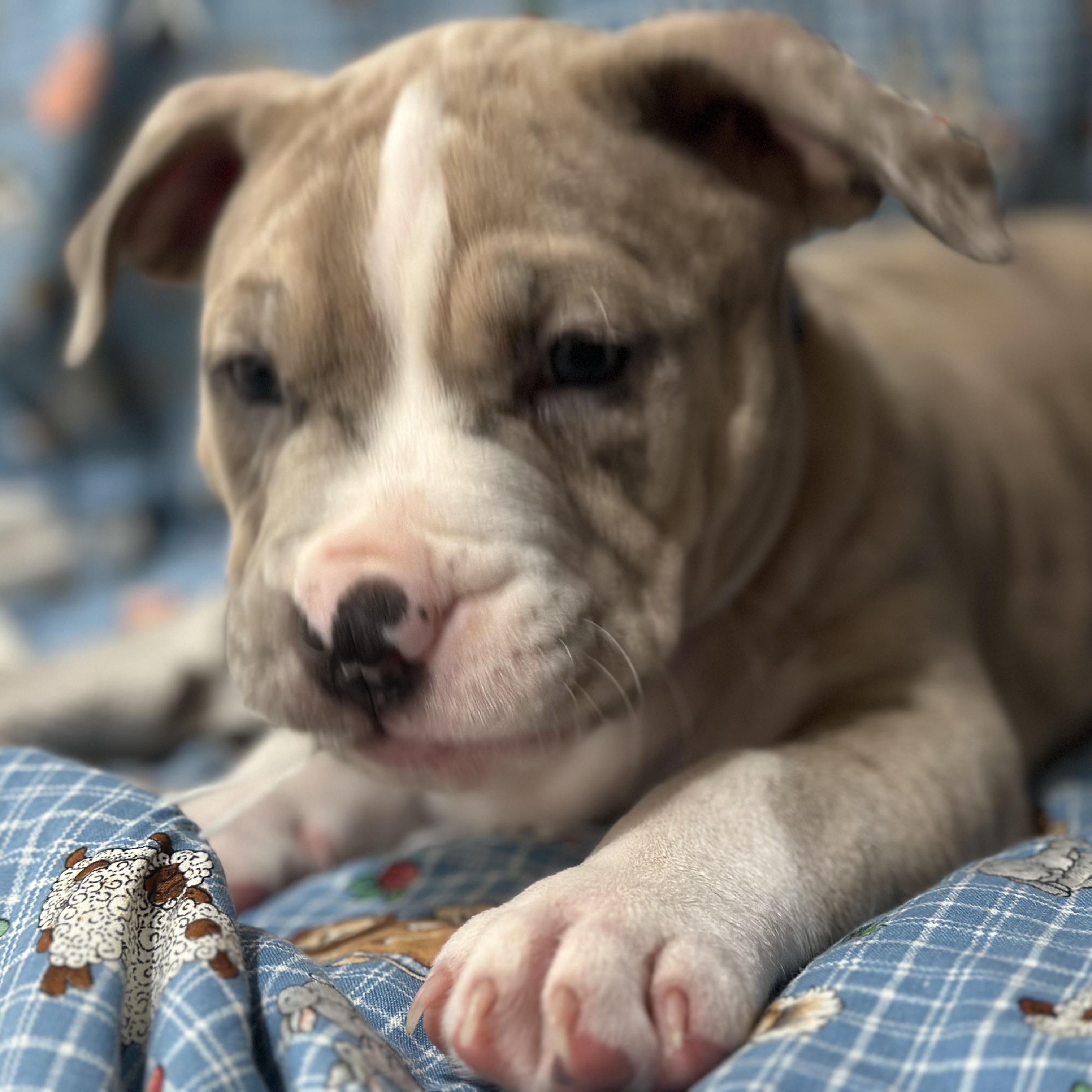 Enlarge Kevin II, an adopted Pit Bull Terrier in Peotone, IL image 5/6