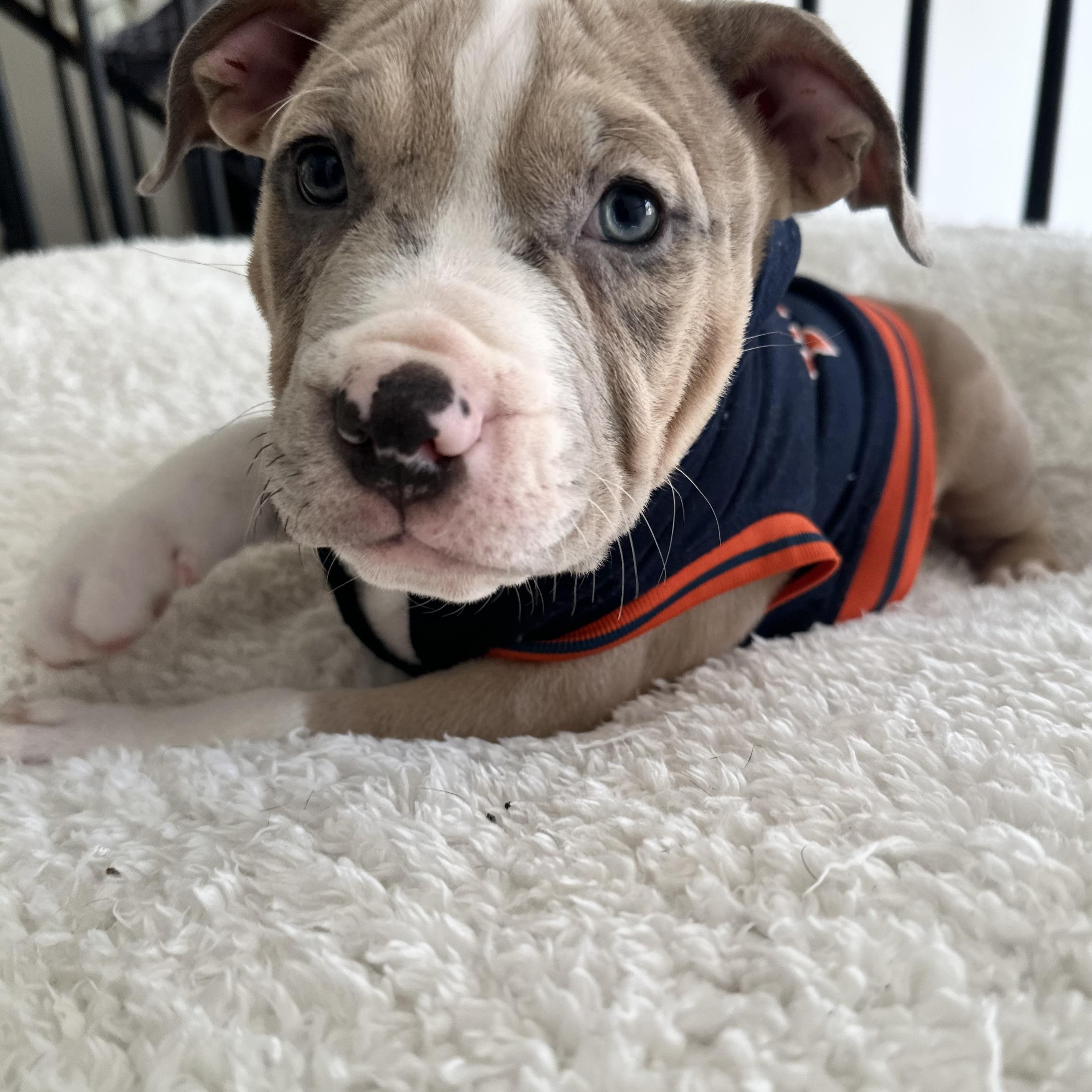 Enlarge Kevin II, an adopted Pit Bull Terrier in Peotone, IL image 3/6